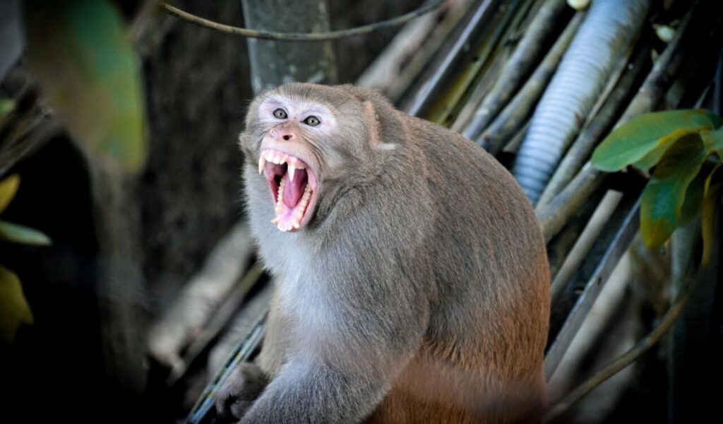 A monkey baring its sharp teeth with its mouth wide open, appearing to vocalize or express aggression, set against a backdrop of tree branches and foliage.