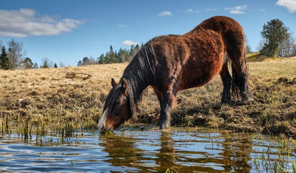 A brown horse drinking from a calm pond in a sunny, open field, surrounded by grass and trees under a clear blue sky.