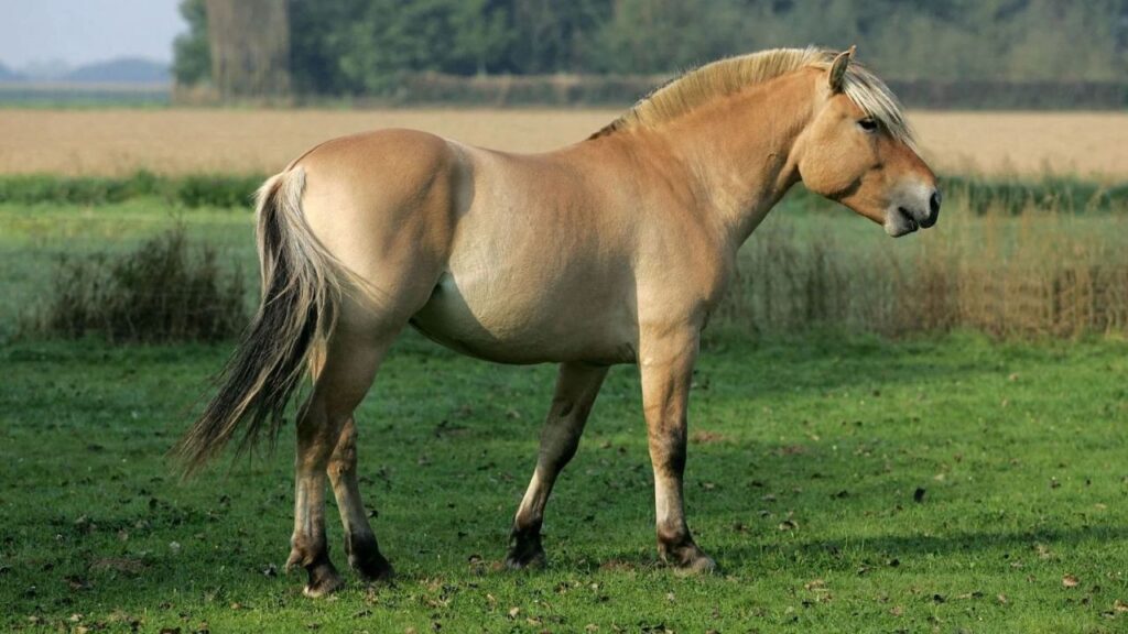 A light brown horse with a short mane and dark tail standing on a grassy field, surrounded by a scenic background of trees and open land.