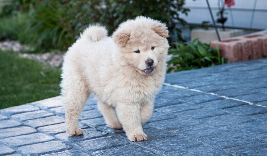  A fluffy, cream-colored puppy stands on a stone pavement, looking playful and curious. The background features greenery and a few garden elements, adding a homely outdoor vibe.
