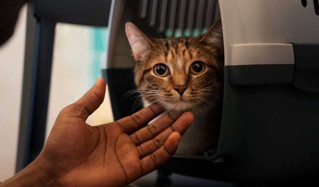 cat in a carrier being petted