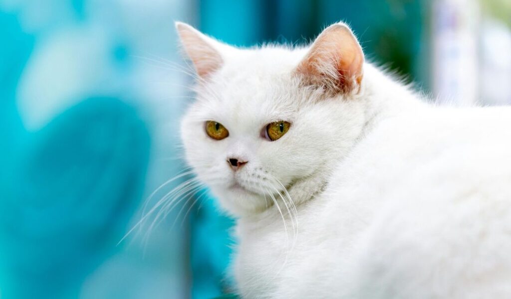 White British Shorthair cat