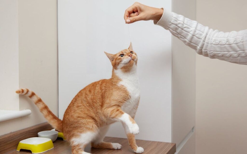orange cat reaching for a string held by a person