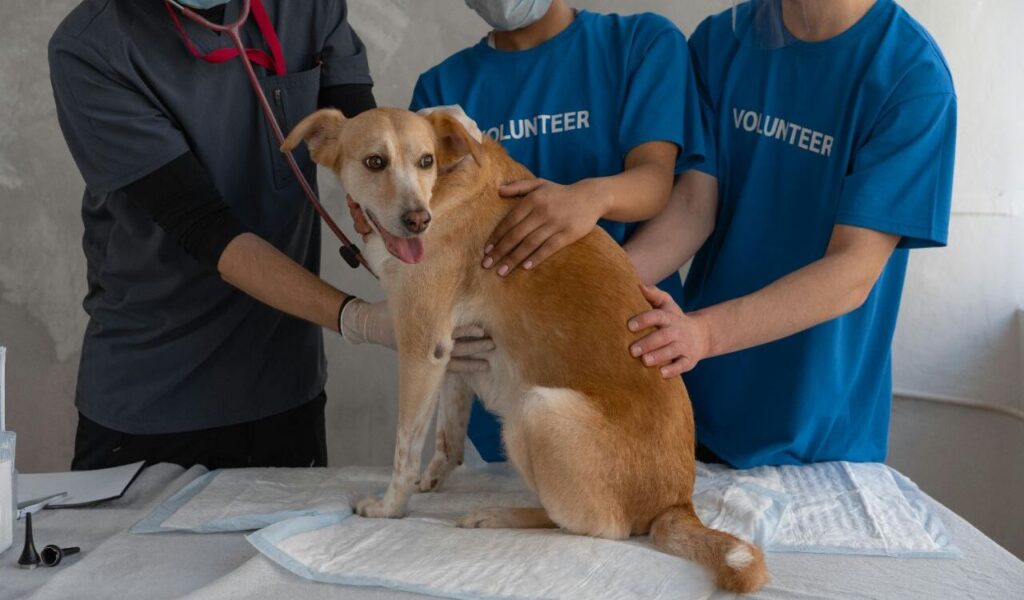 Volunteers holding a dog at a vet check-up.