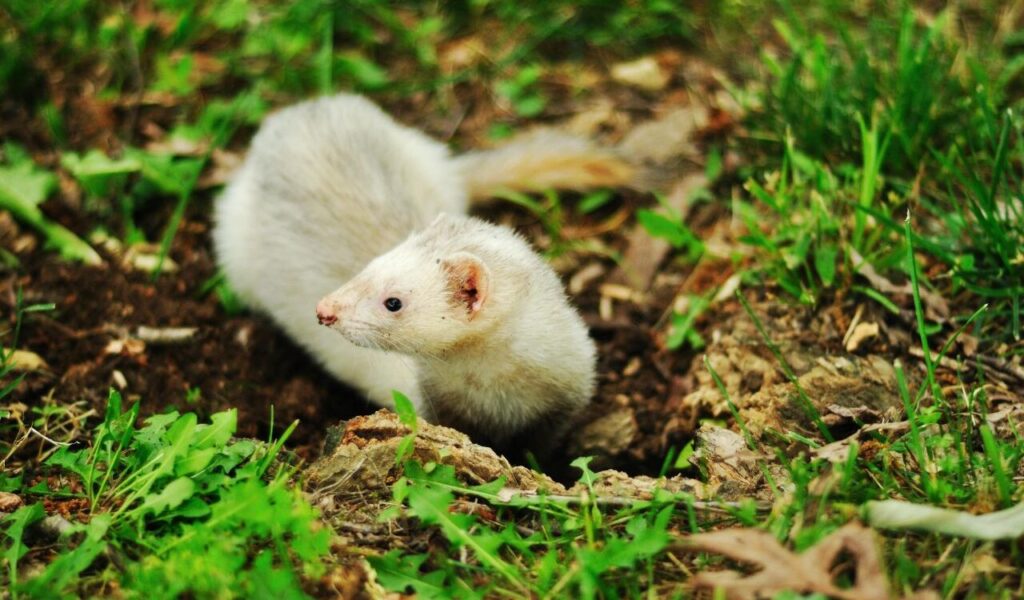 Ferret digging in the ground outdoors.