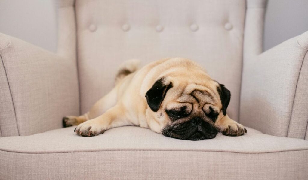 Pug lying on a chair, resting its head. Pug lying on a chair, resting its head.