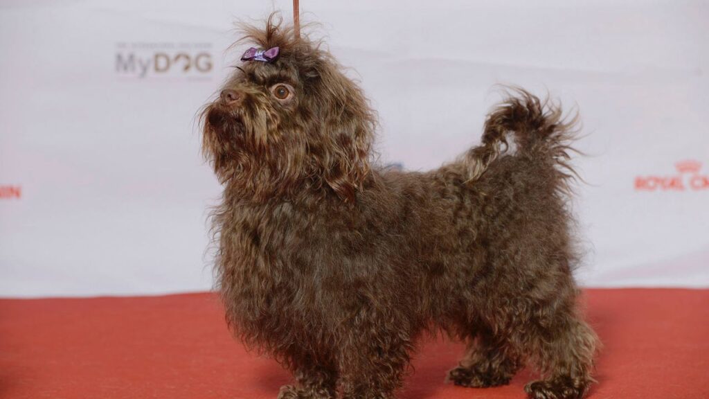 Russian Tsvetnaya Bolonka