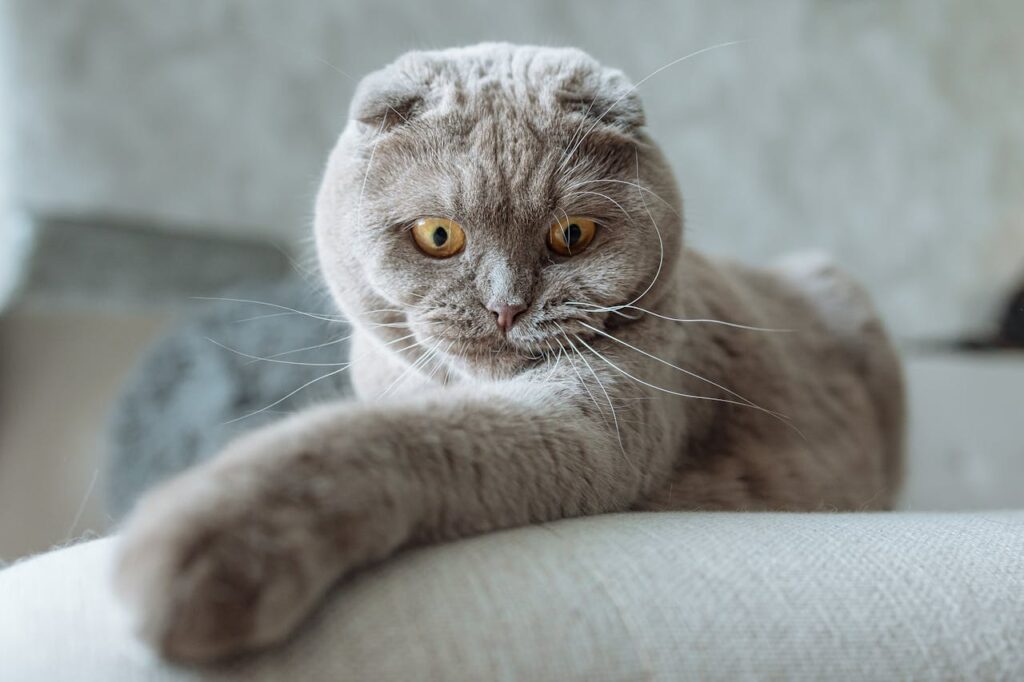 Scottish Fold cat lounging with stretched paw