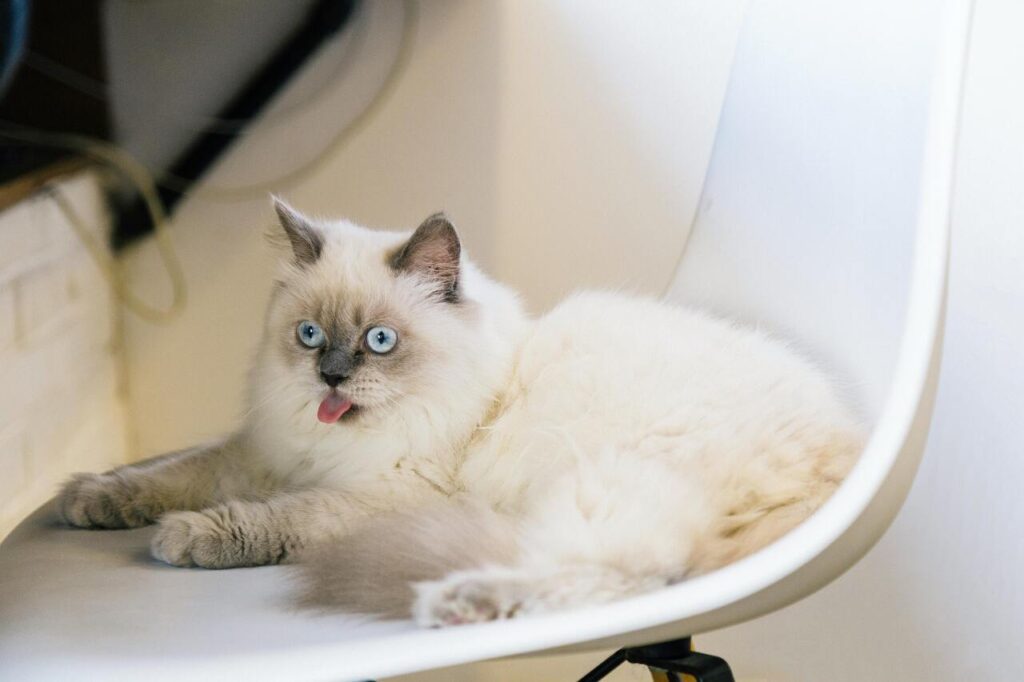 Blue-eyed fluffy cat lounging indoors.
