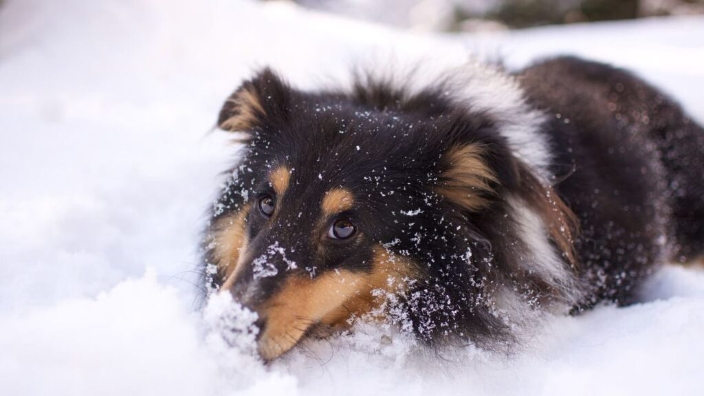 A black, white, and tan Shetland Sheepdog lying playfully in the snow, with snowflakes covering its fur. The dog's expressive eyes are focused, creating a charming winter scene.