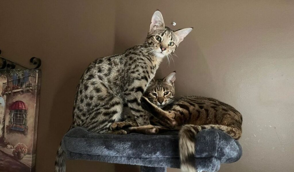 Two spotted cats relaxing on a soft perch against a brown wall.