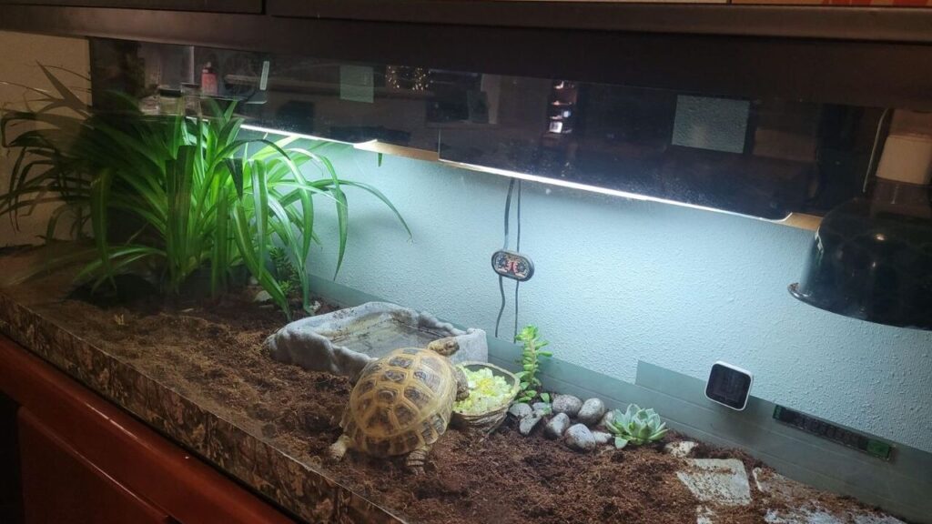  A tortoise habitat with a naturalistic design, featuring a soil substrate, a large leafy plant for shade, and a shallow stone water dish. The enclosure includes a basking area under a heat lamp, rocks, and succulents for decoration. A thermometer and hygrometer are mounted on the back wall to monitor conditions. A tortoise is visible near the center, exploring the enclosure under bright lighting.