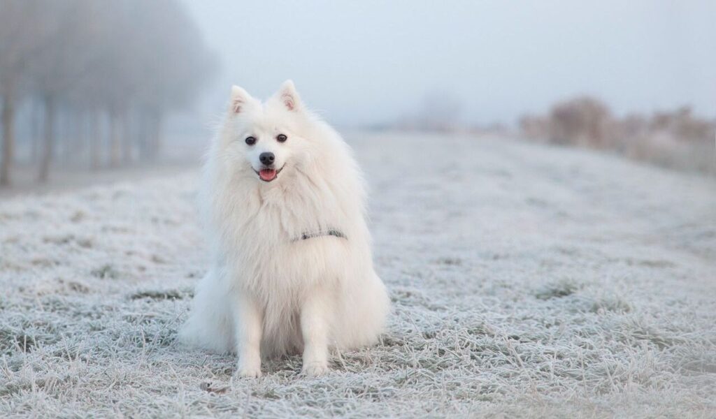 Keeshond sitting on frosty grass