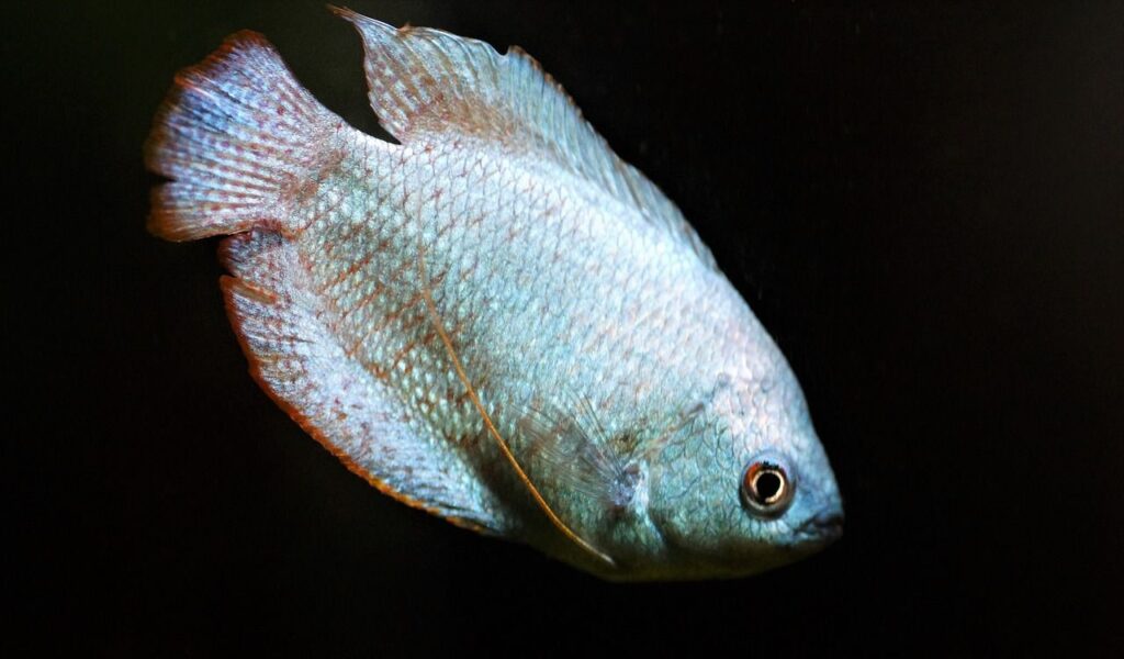 Blue dwarf gourami with subtle red accents.