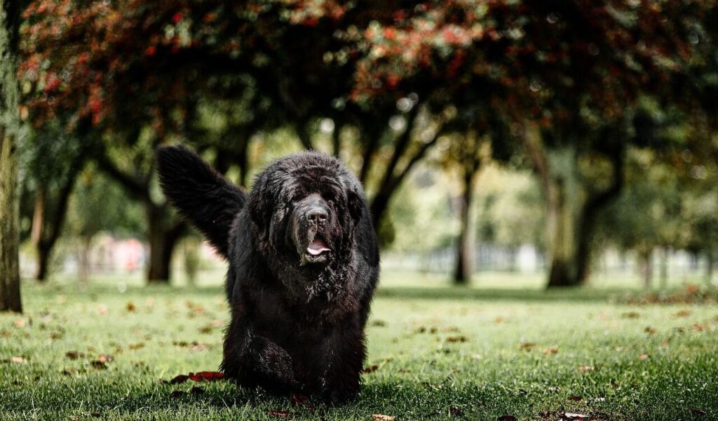 A large black Newfoundland dog walking on a lush green lawn, with scattered autumn leaves and a backdrop of trees adorned with vibrant red foliage.