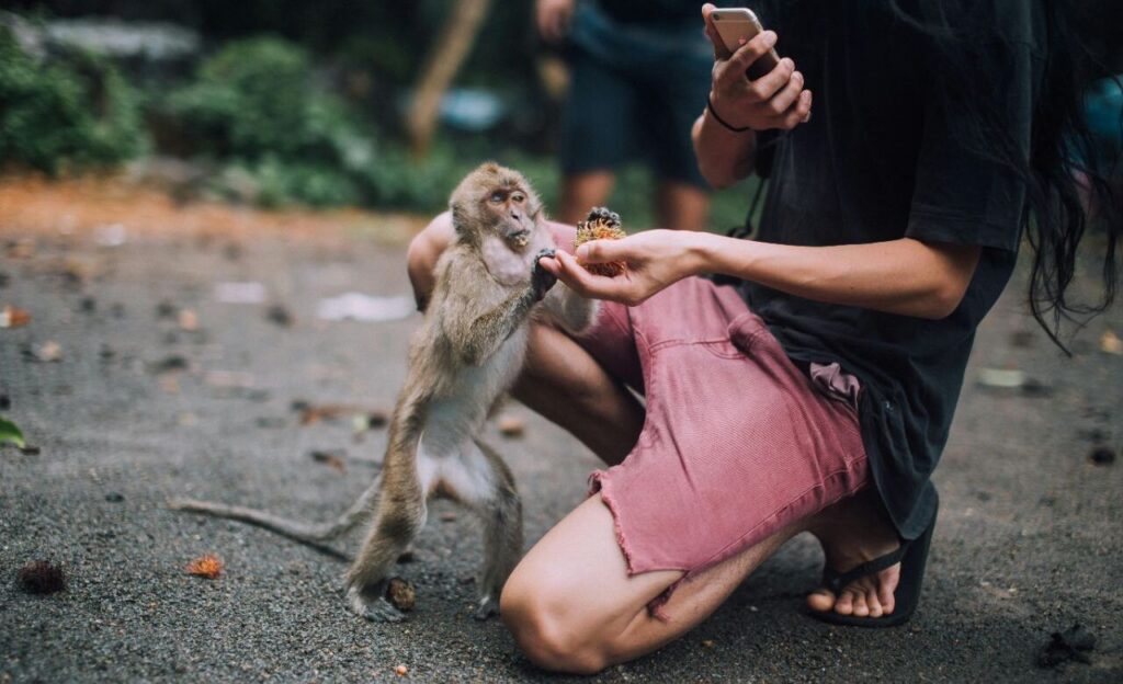 A person crouched on the ground offers food to a small monkey, which eagerly reaches out while the person holds a phone in their other hand.