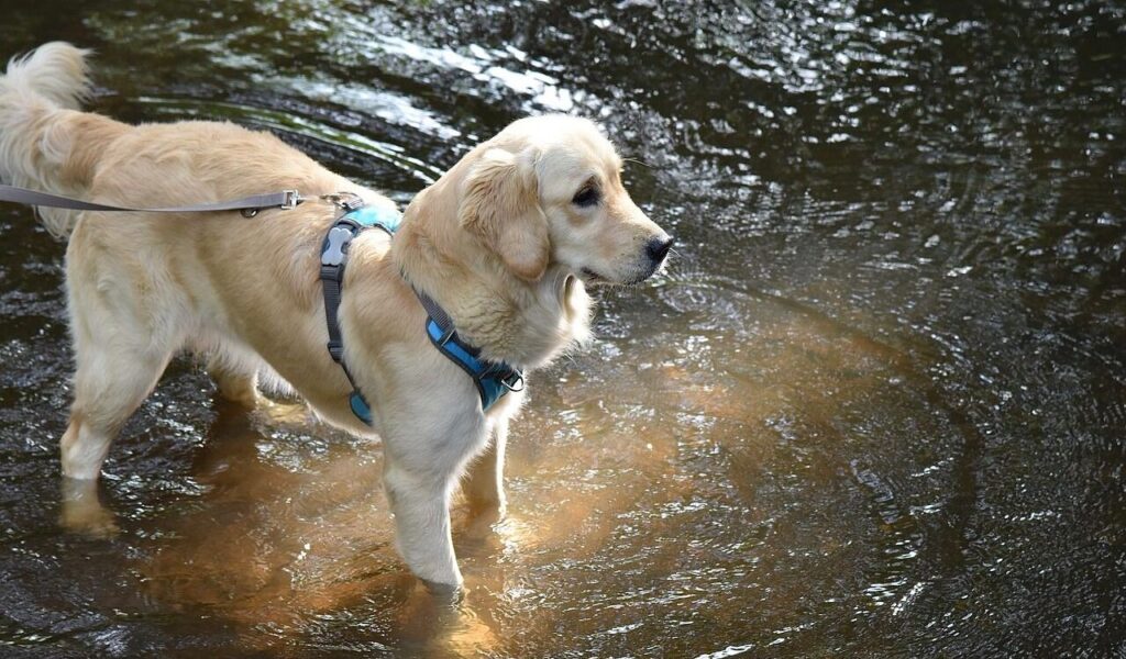 A golden retriever wearing a blue harness stands in shallow water, gazing attentively into the distance as sunlight reflects off the ripples.