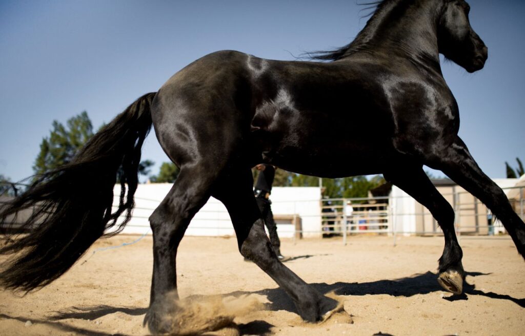 A majestic black horse trotting in a sandy paddock, its mane and tail flowing, with sunlight highlighting its glossy coat.