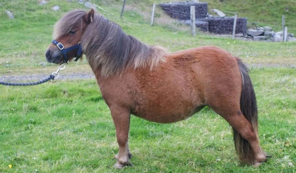 A small brown pony with a long mane and tail, standing on a grassy field, wearing a blue halter and lead rope.