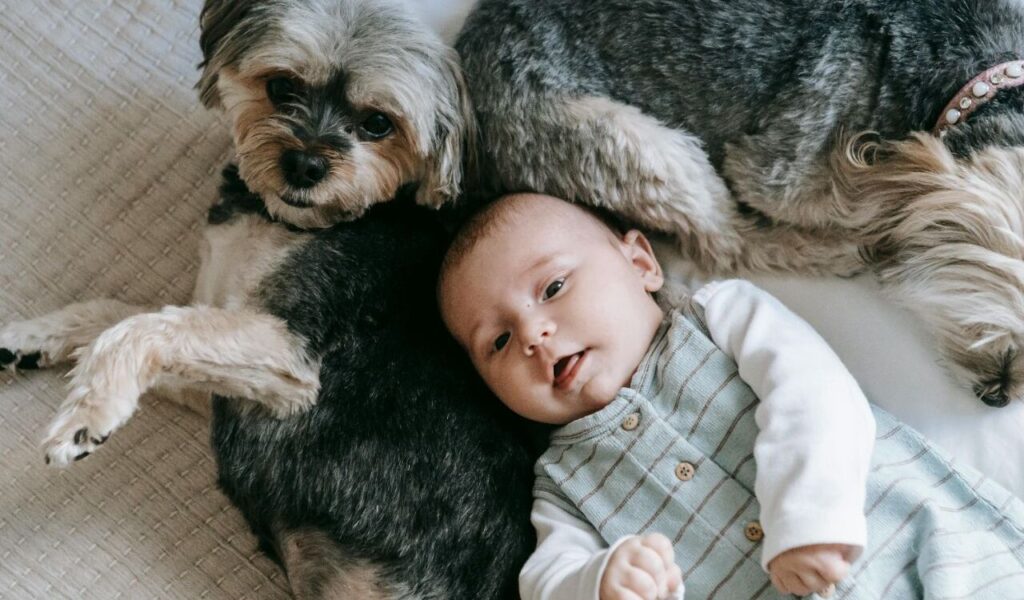 A baby lying on a bed beside two small, fluffy dogs.