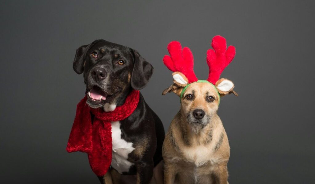 Two festive dogs; one wearing a red scarf, the other with reindeer antlers.