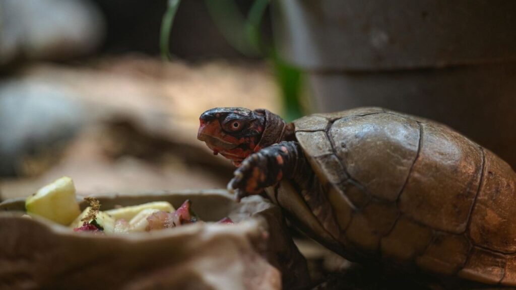 Close-up of a turtle near a plate of cut fruits on a rustic surface.