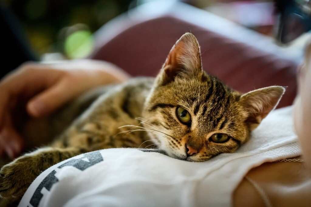 owner comforting aging cat