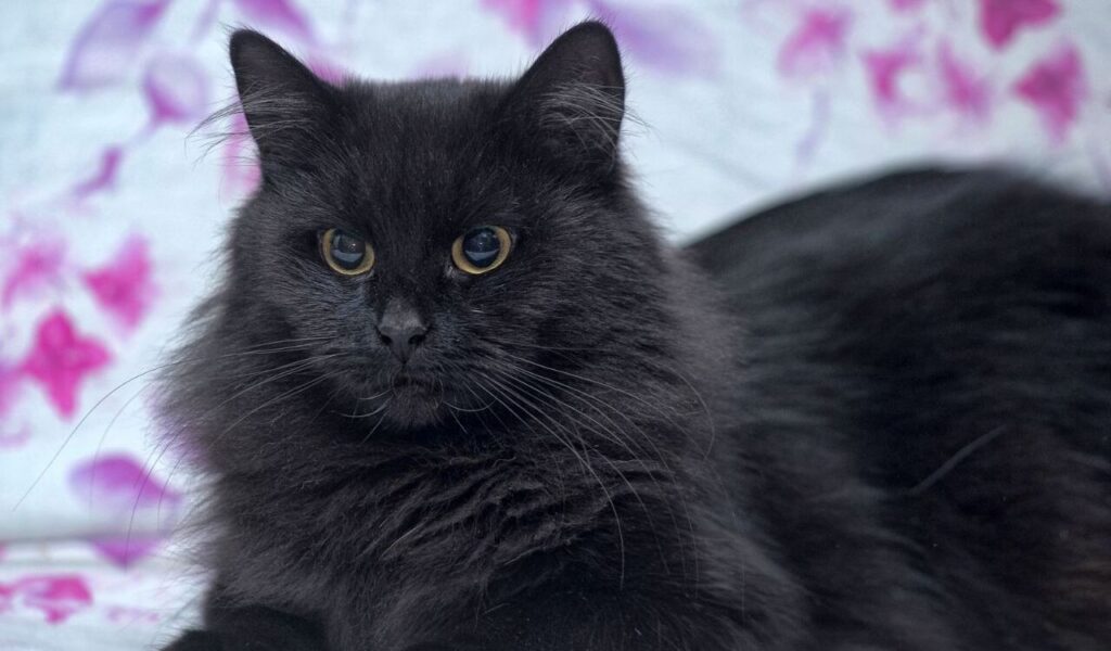 York Chocolate cat lounging indoors