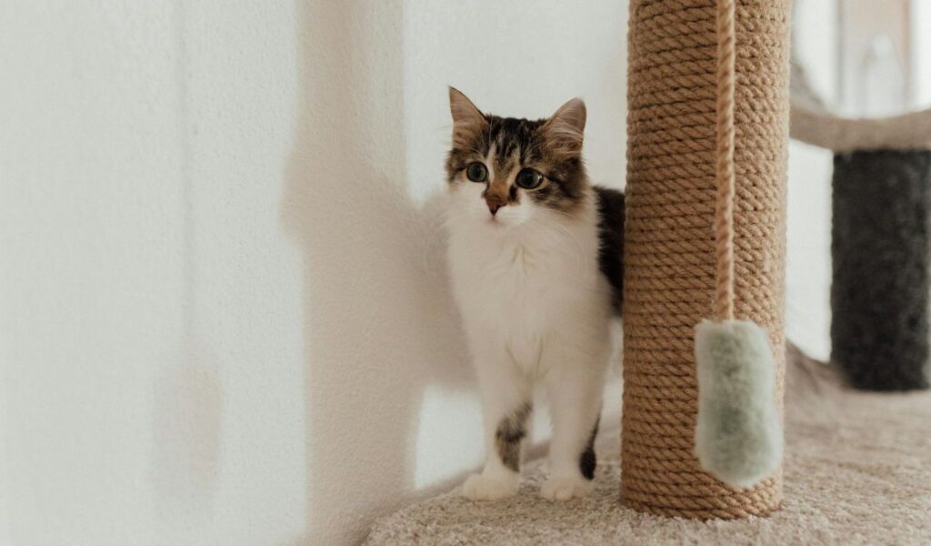 cat standing next to a scratching post