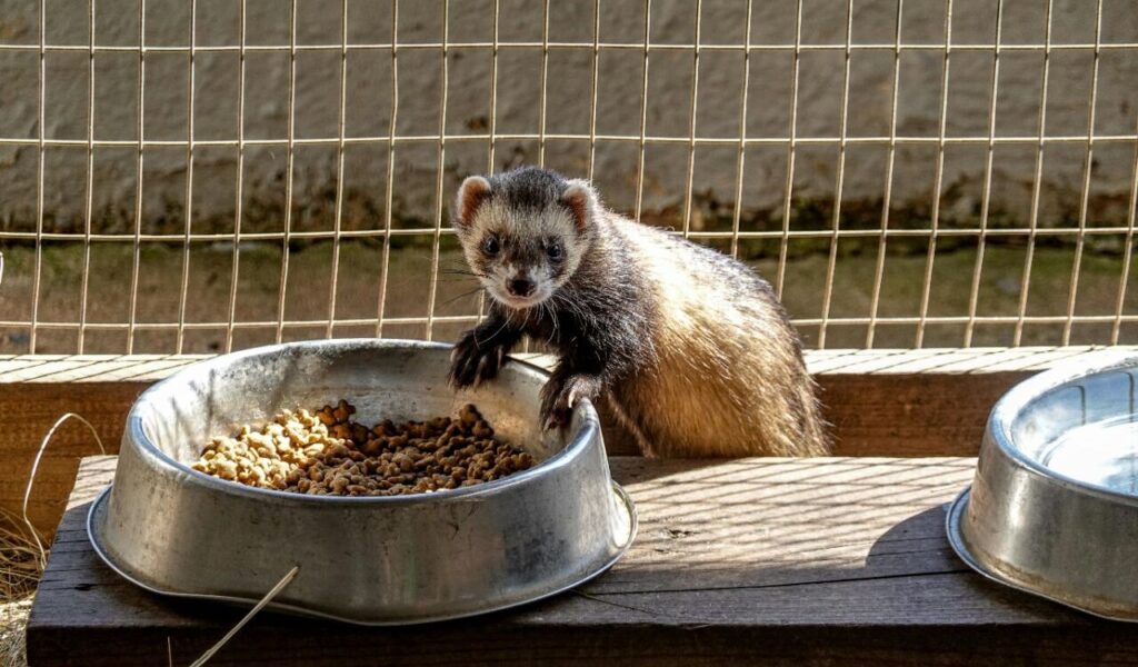 Ferret near food bowls in a cage.