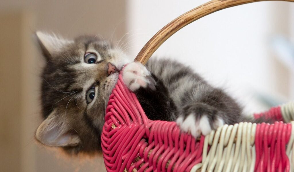 Kitten playing with a basket.