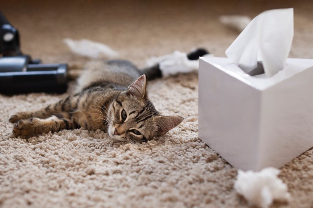 Tired tabby kitten lying beside tissue box