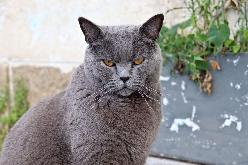 Fluffy British shorthair gray coat.