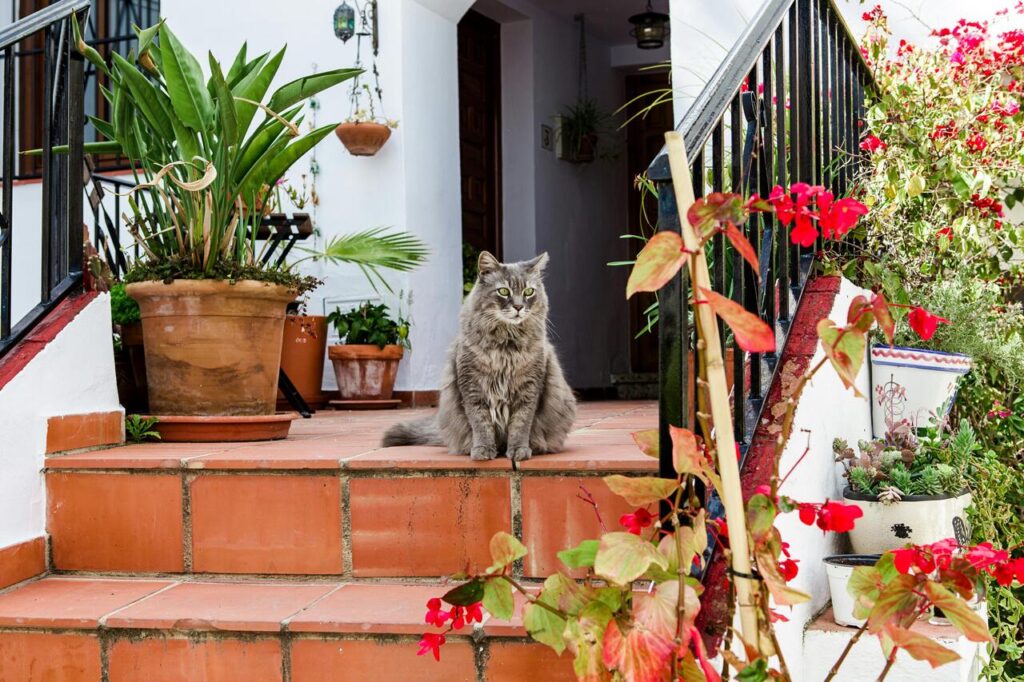 Fluffy cat sitting on a floral terrace