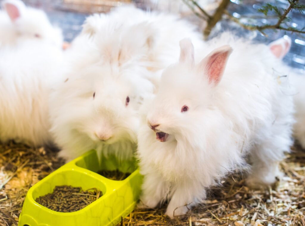 Two funny angora rabbits