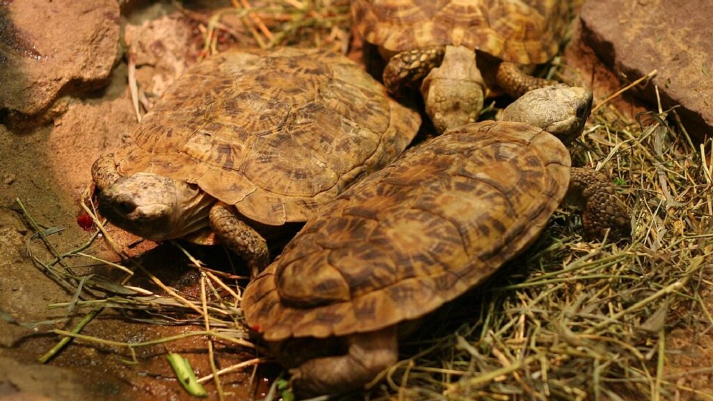 pancake tortoise