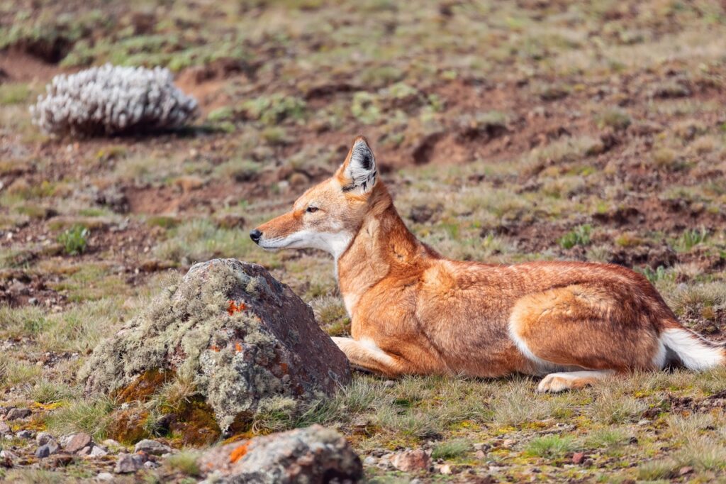 Ethiopian Wolf