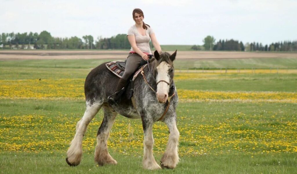 A woman riding a large gray and white draft horse in a grassy field dotted with yellow flowers, with a distant background of trees and farmland.