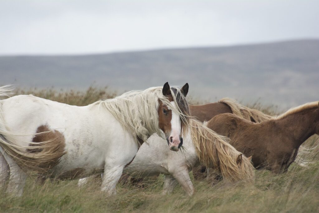 Gypsy Vanner horse/ Gypsy Cob/Irish Cob