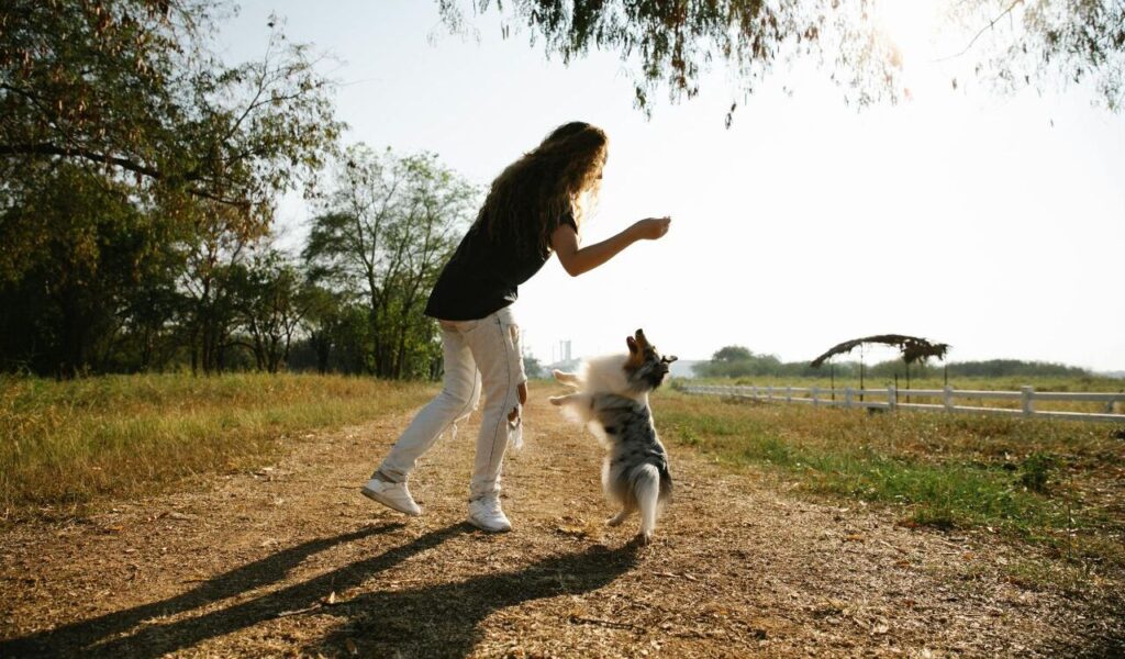 Woman playing with a Shetland Sheepdog outdoors.