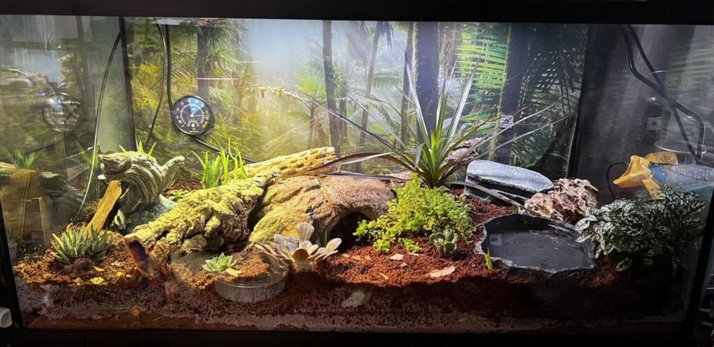 A rainforest-themed terrarium with a vibrant backdrop of lush greenery and trees. The enclosure features a variety of live plants, including succulents and ferns, along with textured wood and rocks for natural hiding and climbing areas. A small water dish sits on the right, surrounded by moss and soil substrate. Hygrometers and thermometers are visible, monitoring the habitat's humidity and temperature. Soft lighting enhances the tropical aesthetic.