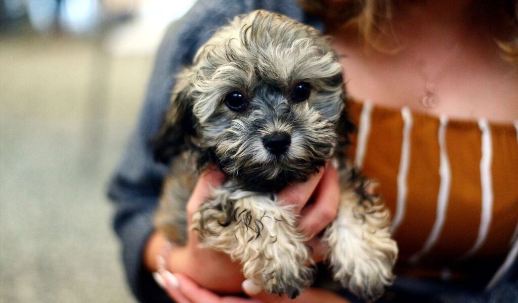 A small, fluffy gray and black puppy with big, shiny eyes is held gently by a person wearing a striped orange outfit. The puppy looks directly at the camera with a curious expression, its soft fur tousled adorably.
