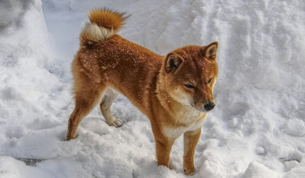 Shiba Inu standing in snow