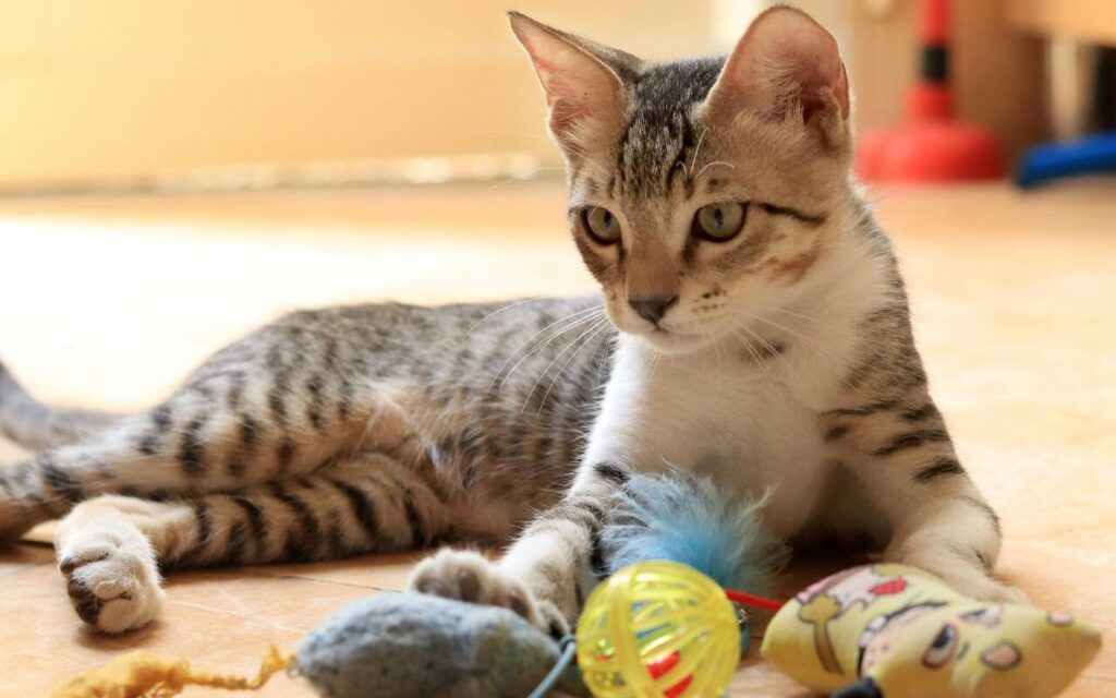 tabby cat playing with toys on the floor