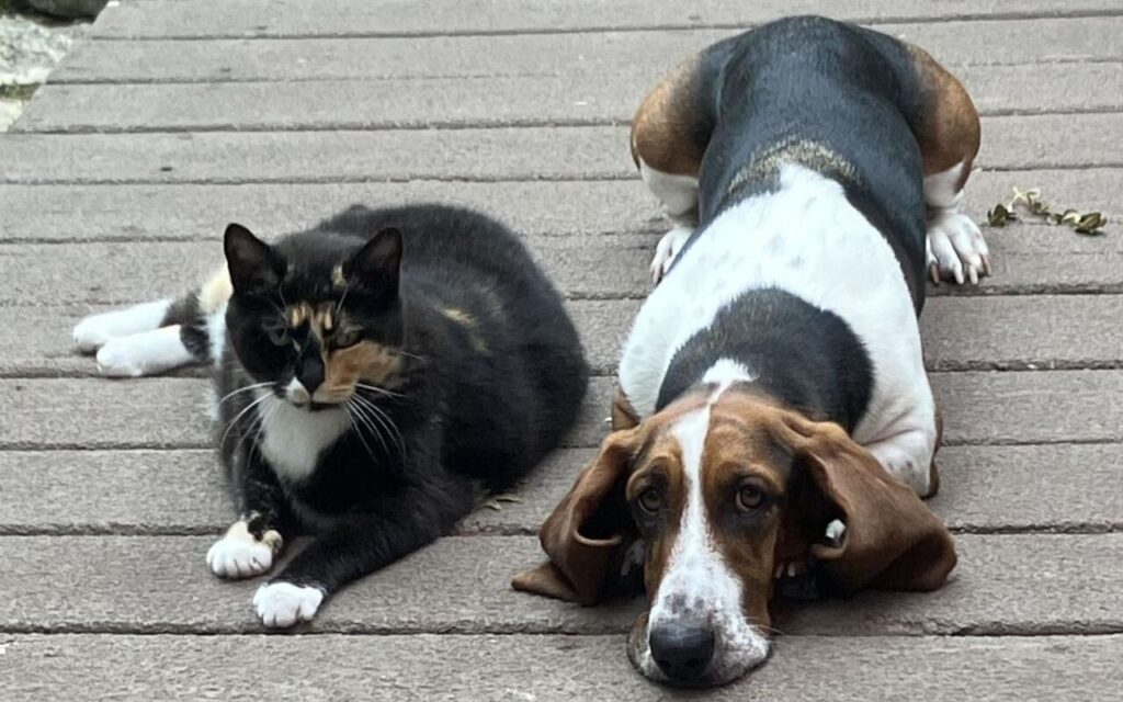 Basset Hound and a Calico cat lying together on a deck.