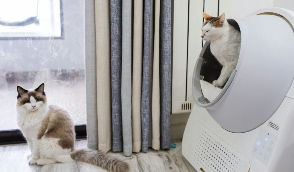 Two cats near a litter box.