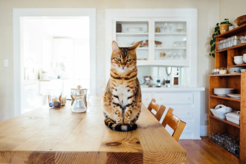 Bengal cat sitting proudly on dining table