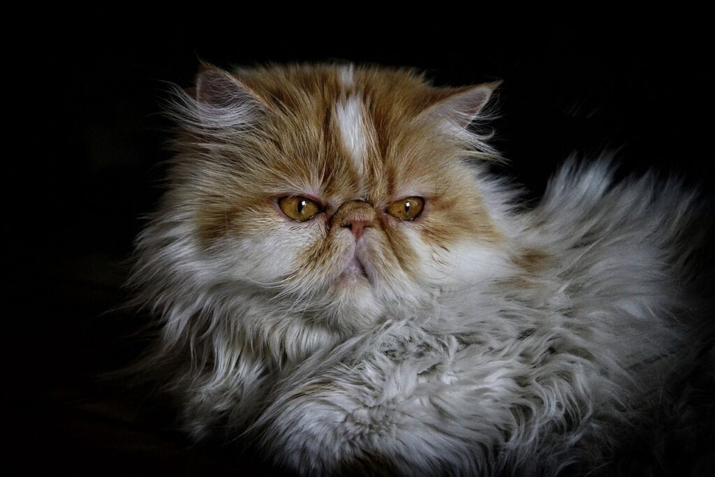 Ginger Persian cat in soft lighting.