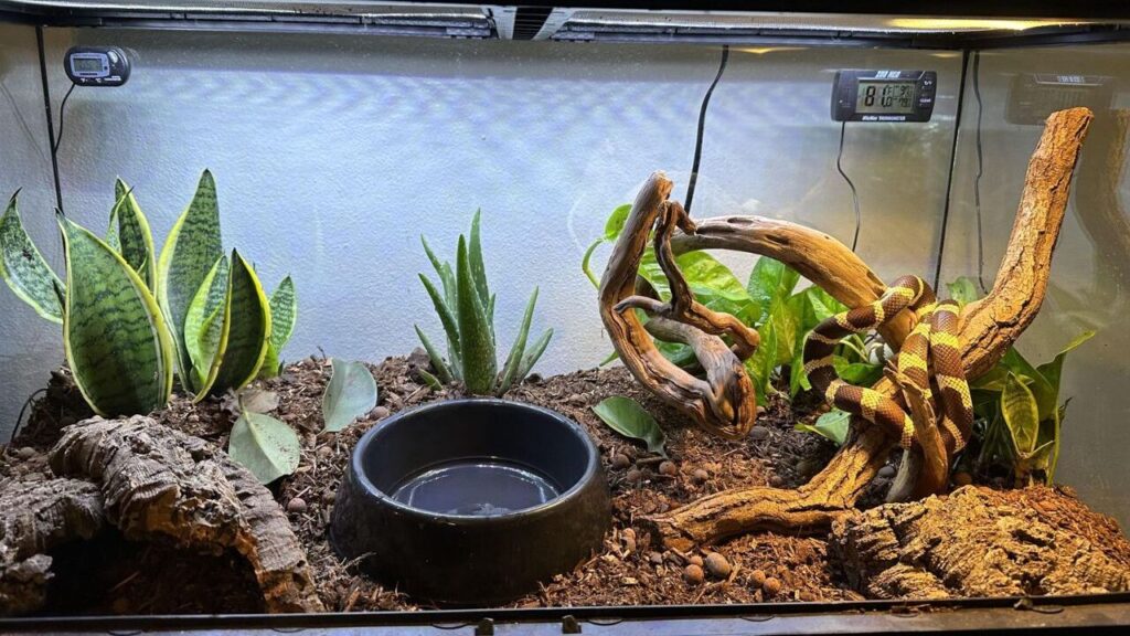 A terrarium setup featuring a vibrant California kingsnake coiled around a twisted wooden branch. The enclosure includes live plants such as snake plants and aloe, a black water dish, and a hollow log hide. The substrate is a mix of soil and mulch, providing a natural environment. Thermometers and hygrometers are mounted to monitor temperature and humidity, and overhead lighting illuminates the habitat.
