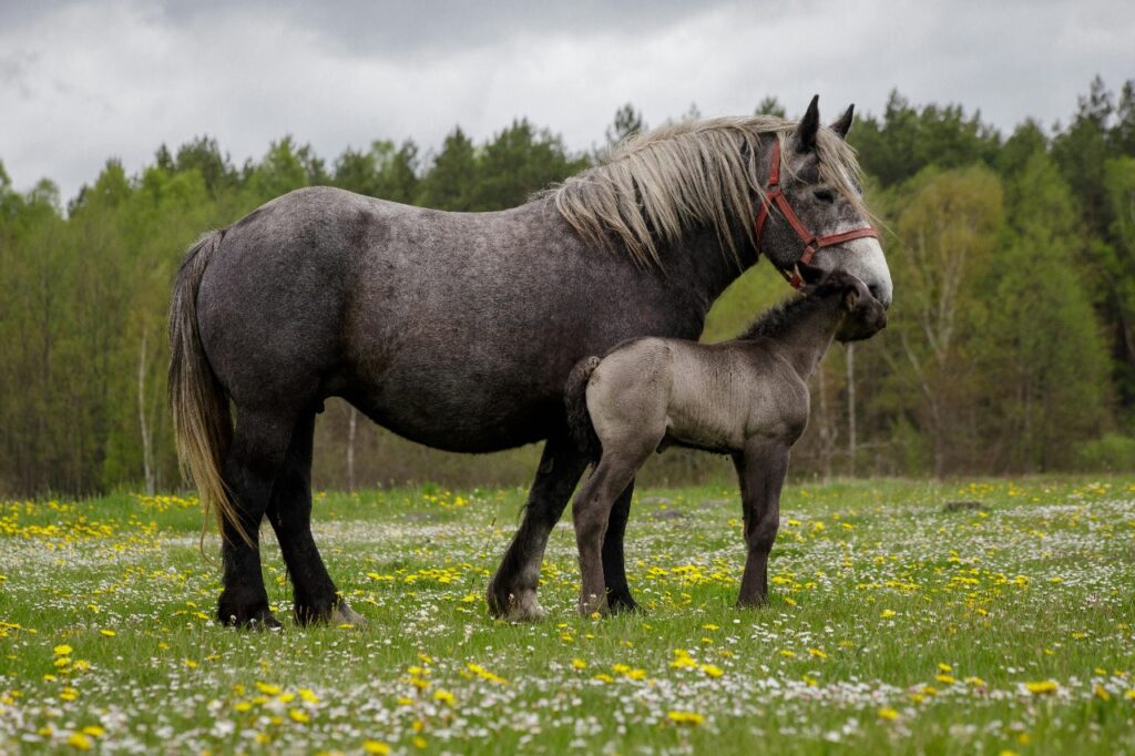 Percheron